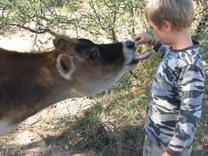 Miniature Jersey Milk Cow - Comes with Raw Milk!