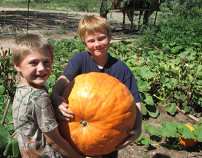 Heirloom Pumpkin from our Garden