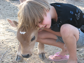 Dairy Calf