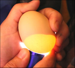 DIY Simple Homemade Egg Incubator  Incubating Eggs Ideas  How to 