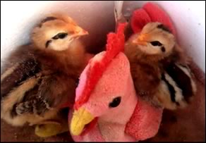 Egg Incubator Hatched Chicks