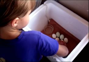 How to build a Homemade Egg Incubator