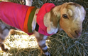Keeping Goat Kid Warm in Winter Freeze Thumbnail
