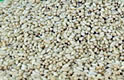 Homemade Sprouted Wheat Flour Thumbail