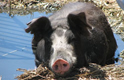 Grass Fed Pork - Raising Hogs Naturally Thumbnail