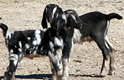 Birthing a Goat Kid Thumbnail