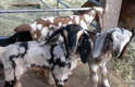 Goat Treatment Thumbnail