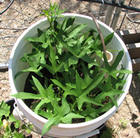 Sweet Potatoe Growth in Self Water Bucket