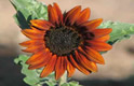 Growing Orange Heirloom Sunflower Thumbnail