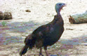Tula the Eastern Wild Heritage Turkey Thumbnail