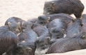 Javelina Arizona Pig Rodent Thumbnail