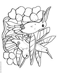 Humming Birds Coloring Page