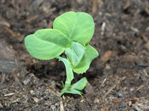 organic snow pea growth