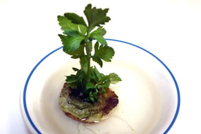 Growing Celery from a Celery Stalk