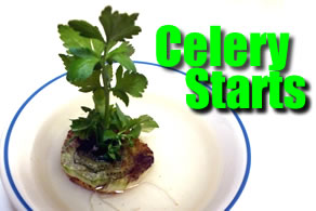 DIY Celery Starts