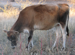 Miniature Jersey Milking Cow - Gives Fresh Raw Milk!