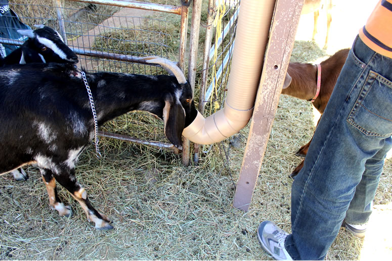 Homemade Goat Mineral Feeder PVC tube