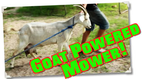 Simple Organic Goat Mower!