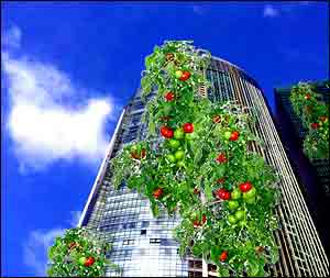 High Rise Gardening