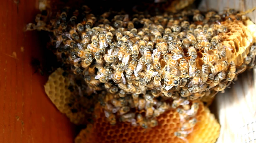 Update on Wild Beehive Capture