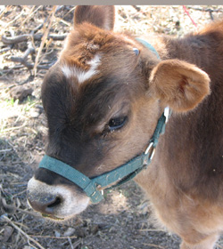 Mini Jersey Calf