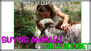 My Little Podcast Livestream | Buying/Acquiring Animals on a Budget
