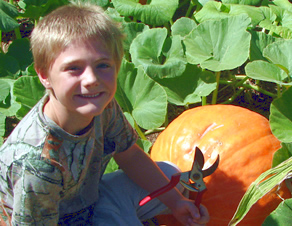 Harvesting a pumpkin off the Vine