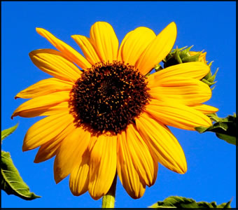 Wild Sunflower with Multiple Heads Gardening