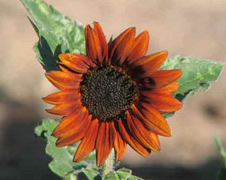 Sunflower Field