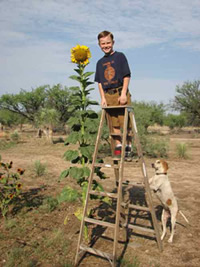 Tall Sunflower