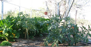 Organic raised Garden