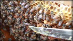 A Check Up on the Beehives! | Bryson’s Beehive