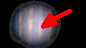 The Ocean 3D Printed a Seashell!! (Looking Through Microscope at Seashells)