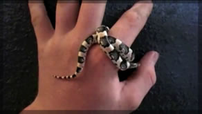 Western Longnose Snake