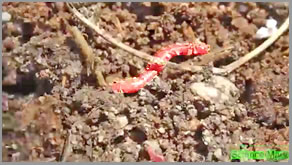 How to build a Worm Farm